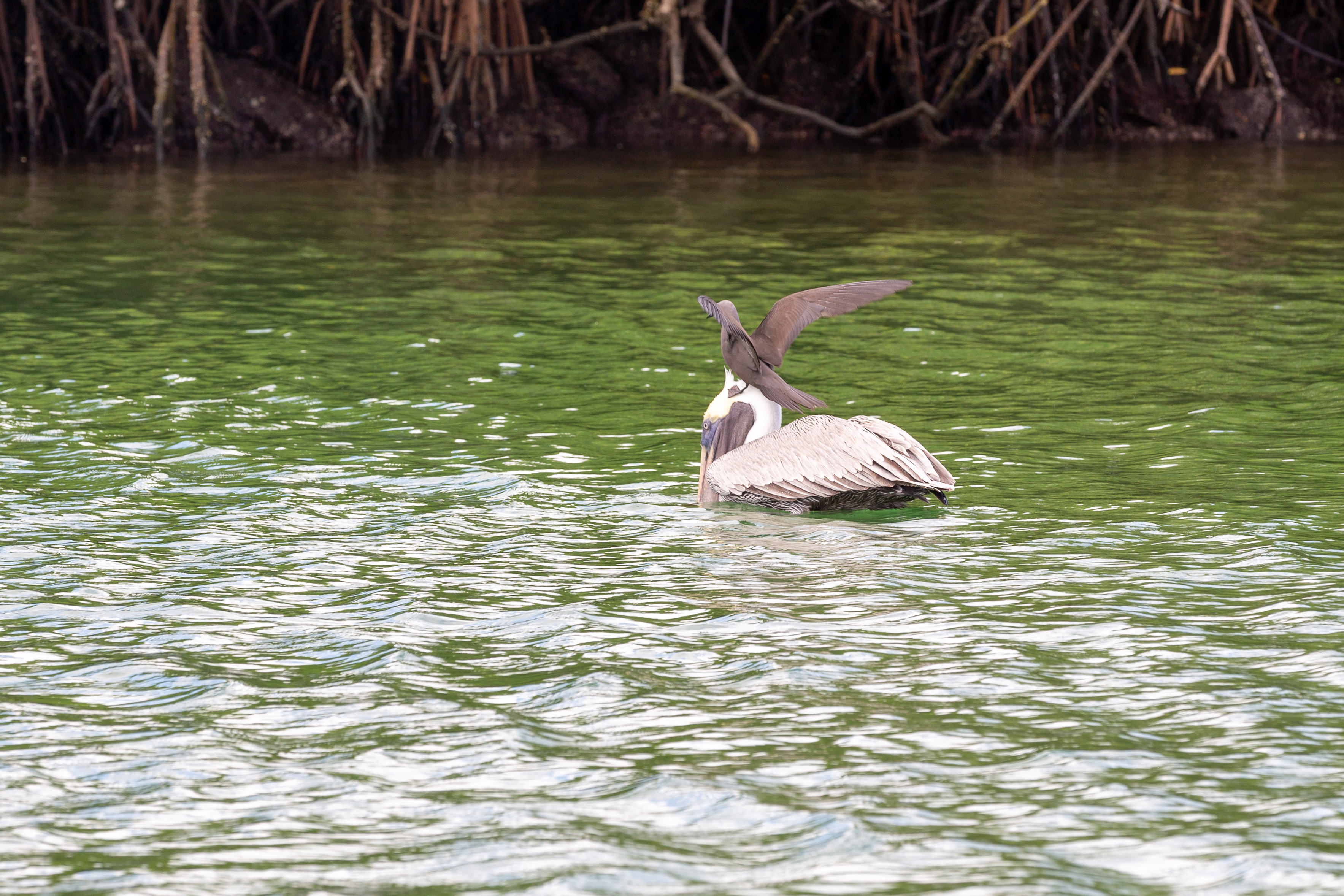 Small dark bird landing on the back of a pelican floating on green water